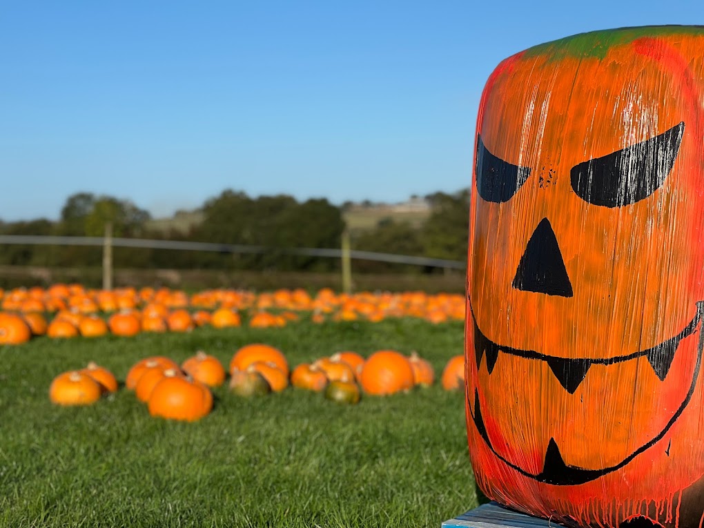 Pumpkin picking & painting