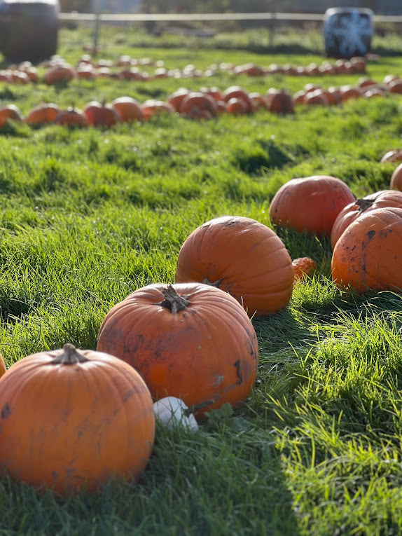 Pumpkin picking & painting