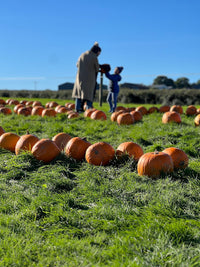 Pumpkin picking & painting