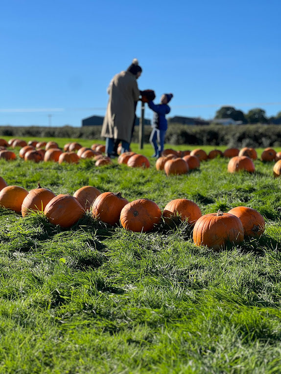 Pumpkin picking & painting