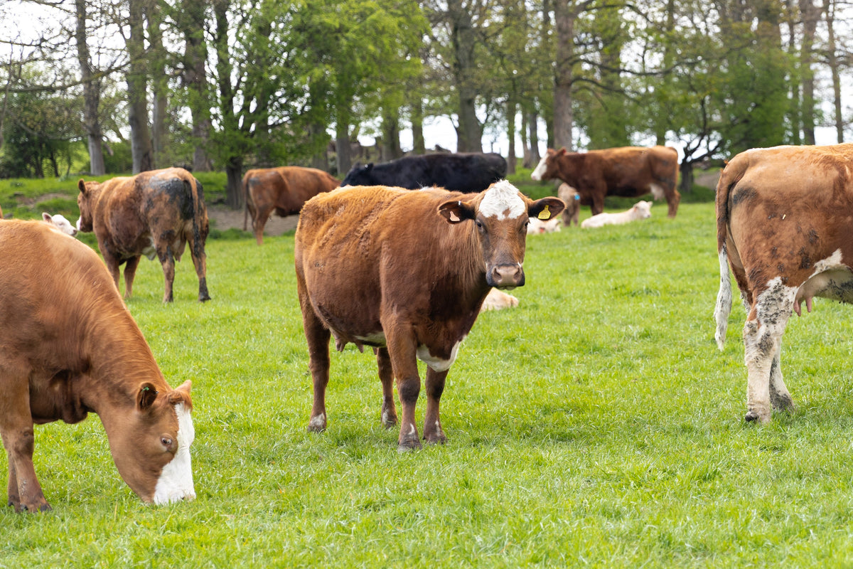 Why supporting British farming is about long-term food security