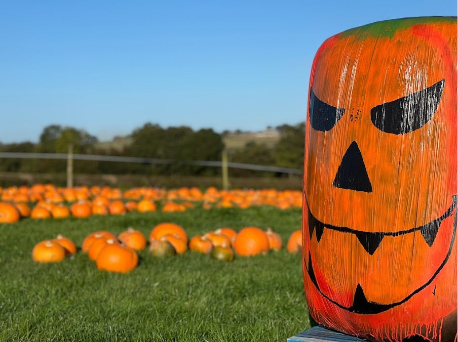 Pick Your Own Pumpkin at Blacker Hall Farm This October