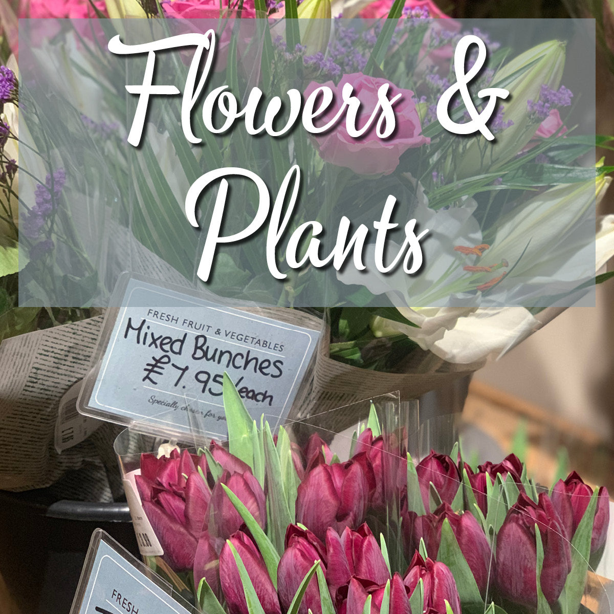 Plants & Flowers