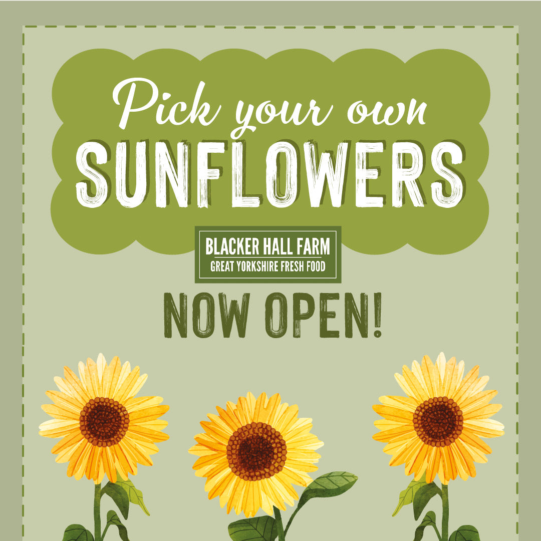 Sunflowers 🌻