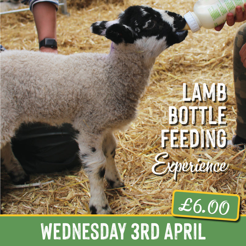 Lamb Bottle Feeding - Wednesday 3rd April 2024