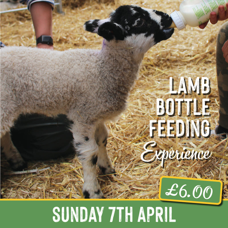 Lamb Bottle Feeding - Sunday 7th April 2024