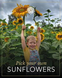 Sunflower Field & Little Farmers Entry