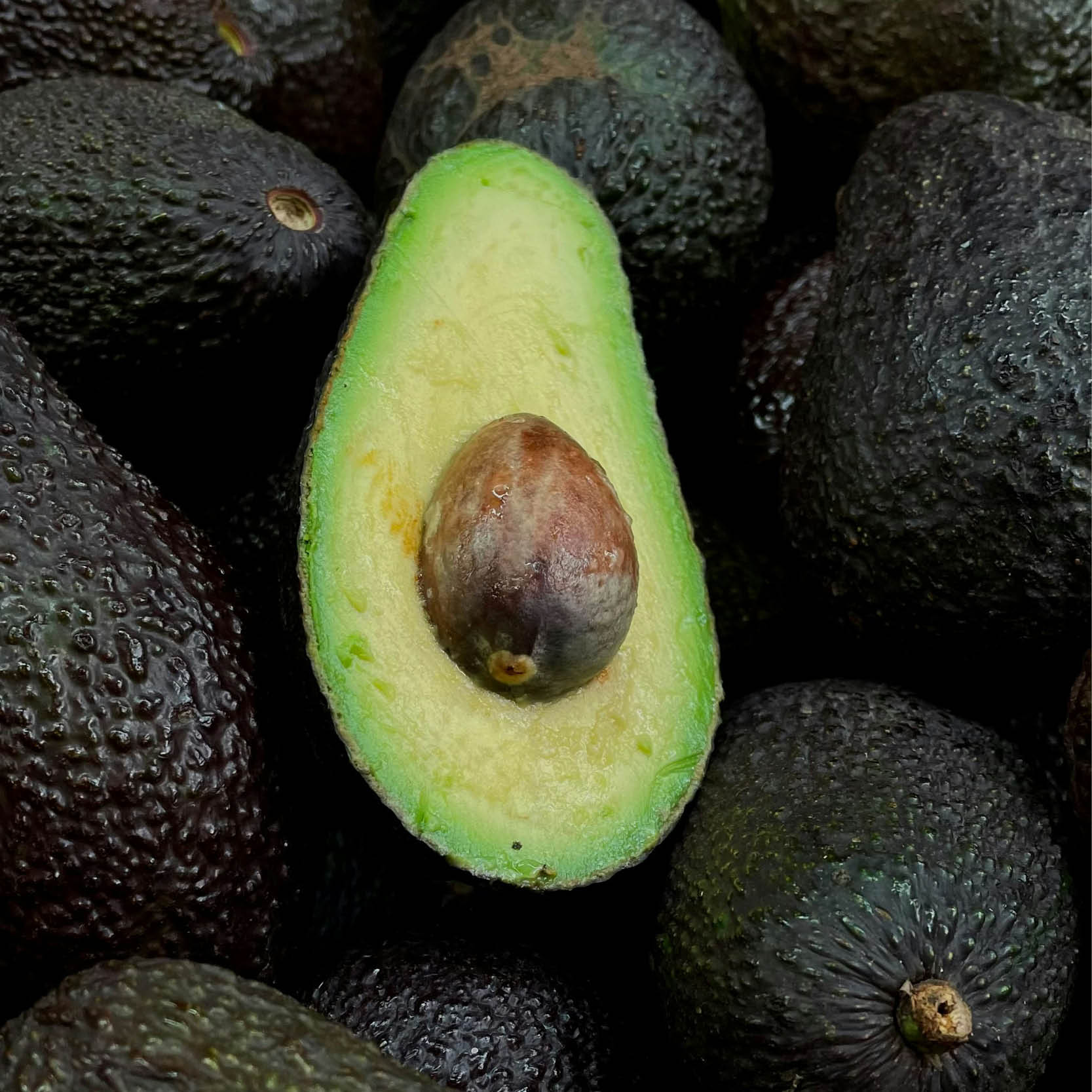 Avocado