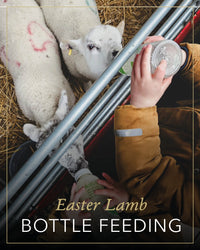 Lamb Bottle Feeding