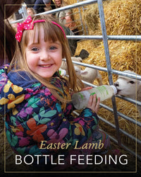 Lamb Bottle Feeding