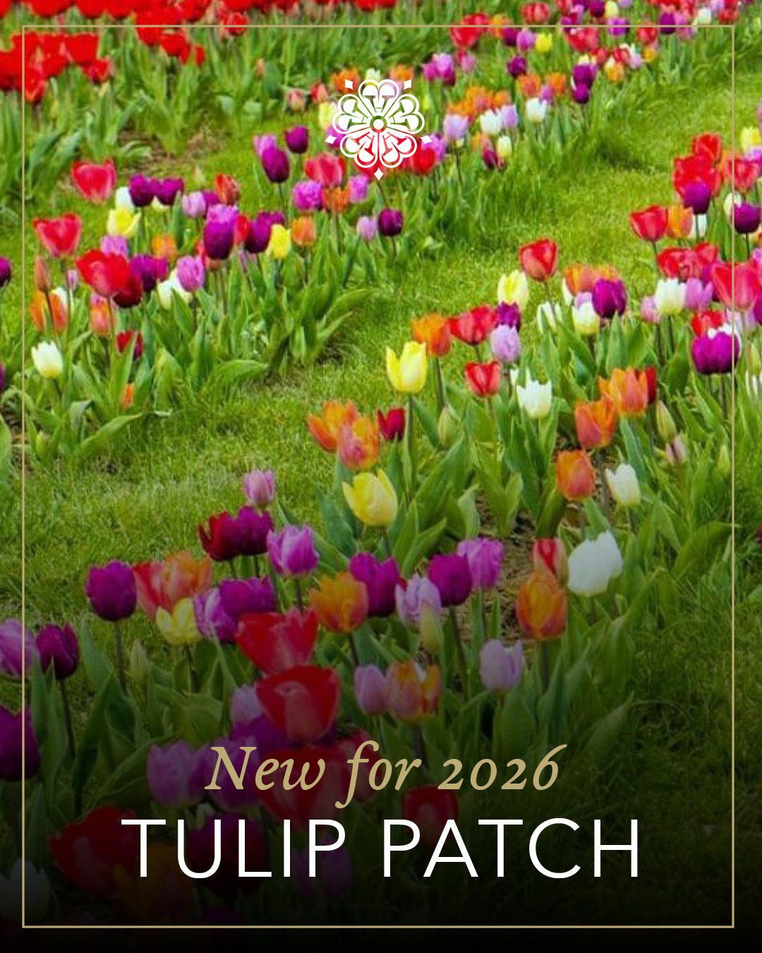 Tulips - Pick your own