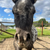 Little Farmers animal Tour