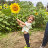 Sunflower Field & Little Farmers Entry