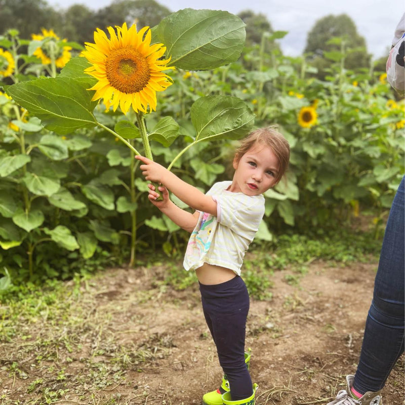 Sunflower Field & Little Farmers Entry