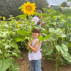 Sunflower Field & Little Farmers Entry