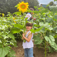Sunflower Field & Little Farmers Entry