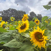 Sunflower Field & Little Farmers Entry