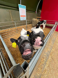 Calf Bottle Feeding