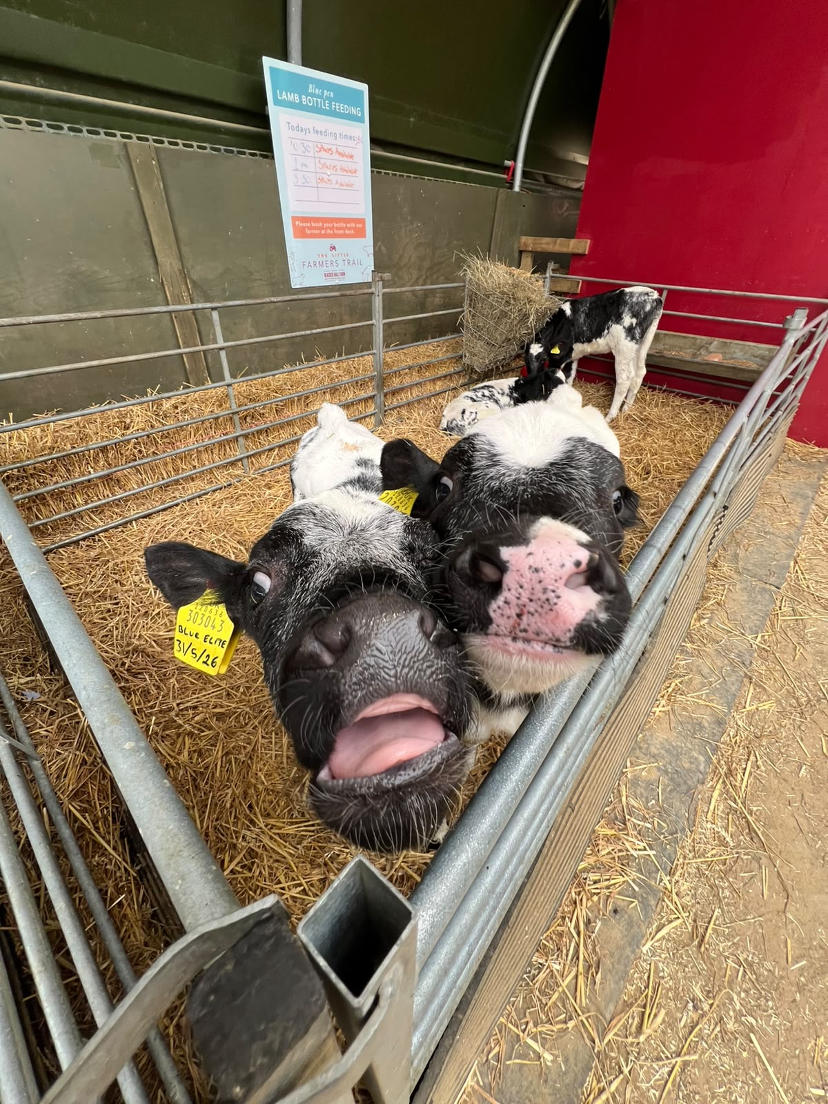 Calf Bottle Feeding