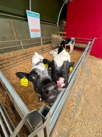Calf Bottle Feeding