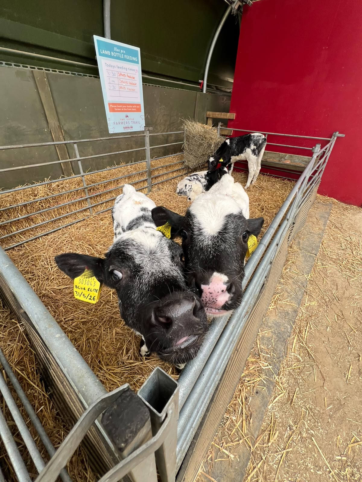 Calf Bottle Feeding