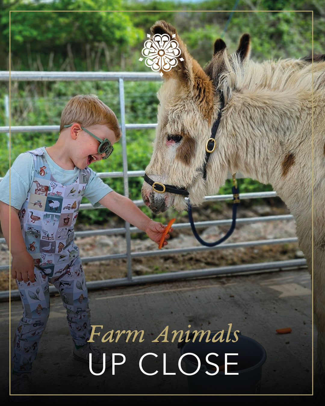 Farm animals up close Experience