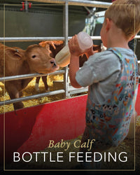 Calf Bottle Feeding