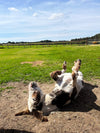 Donkey Grooming